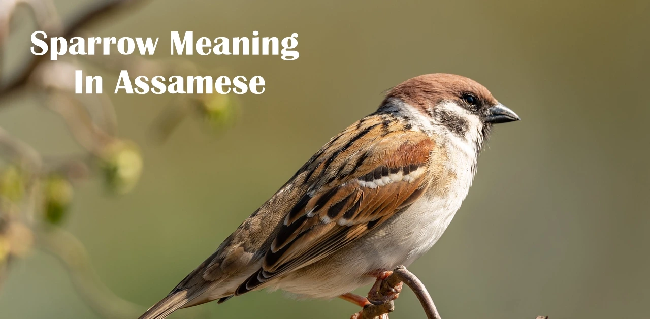 Sparrow In Assamese Meaning